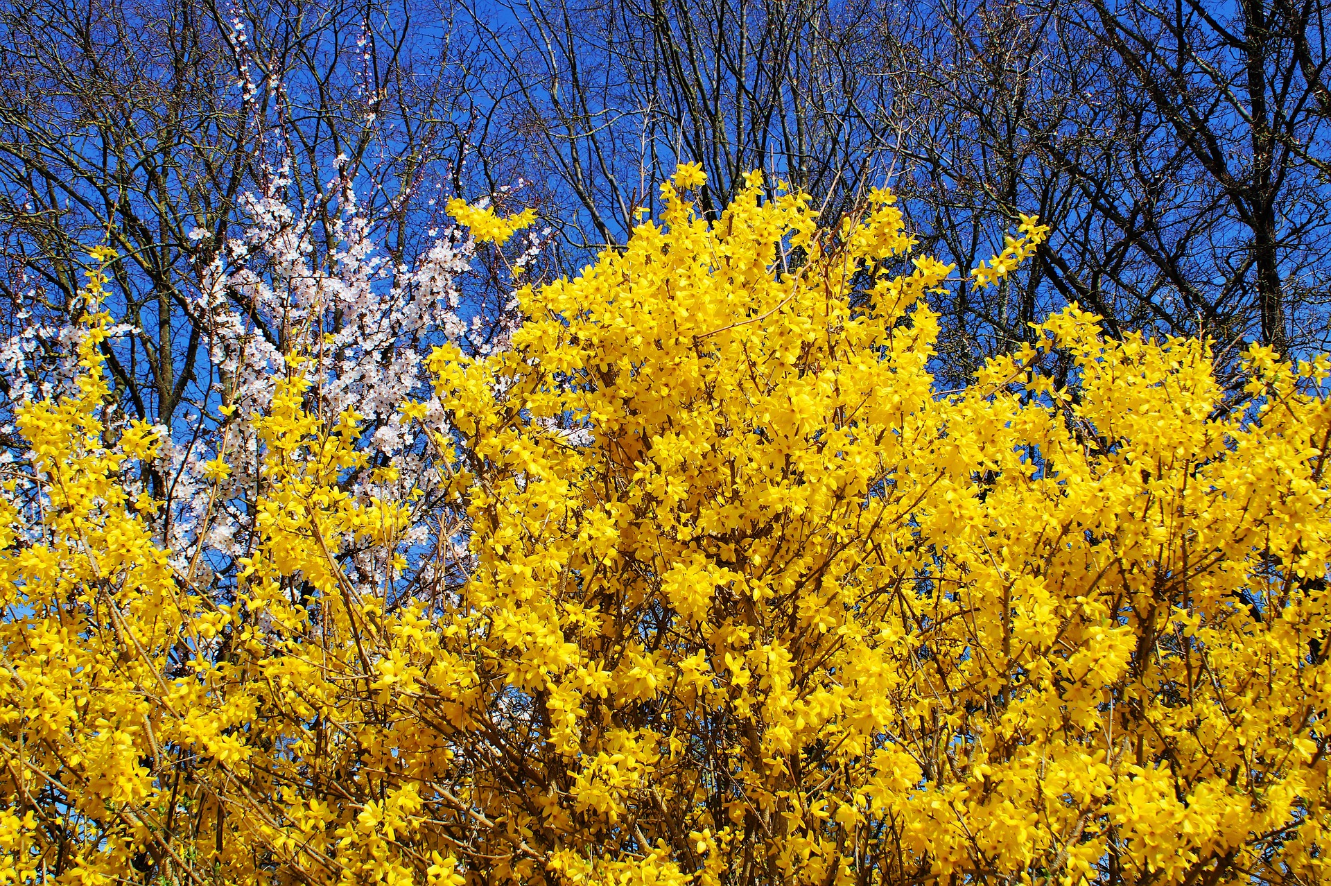 forsythia-2188453_1920.jpg