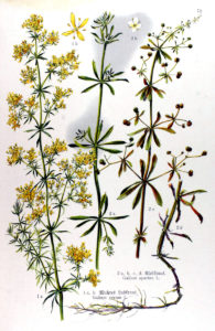 Galium-verum_extern_IMG_3694-195x300