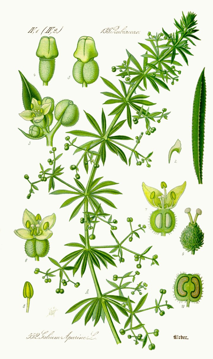 Illustration_Galium_aparine0