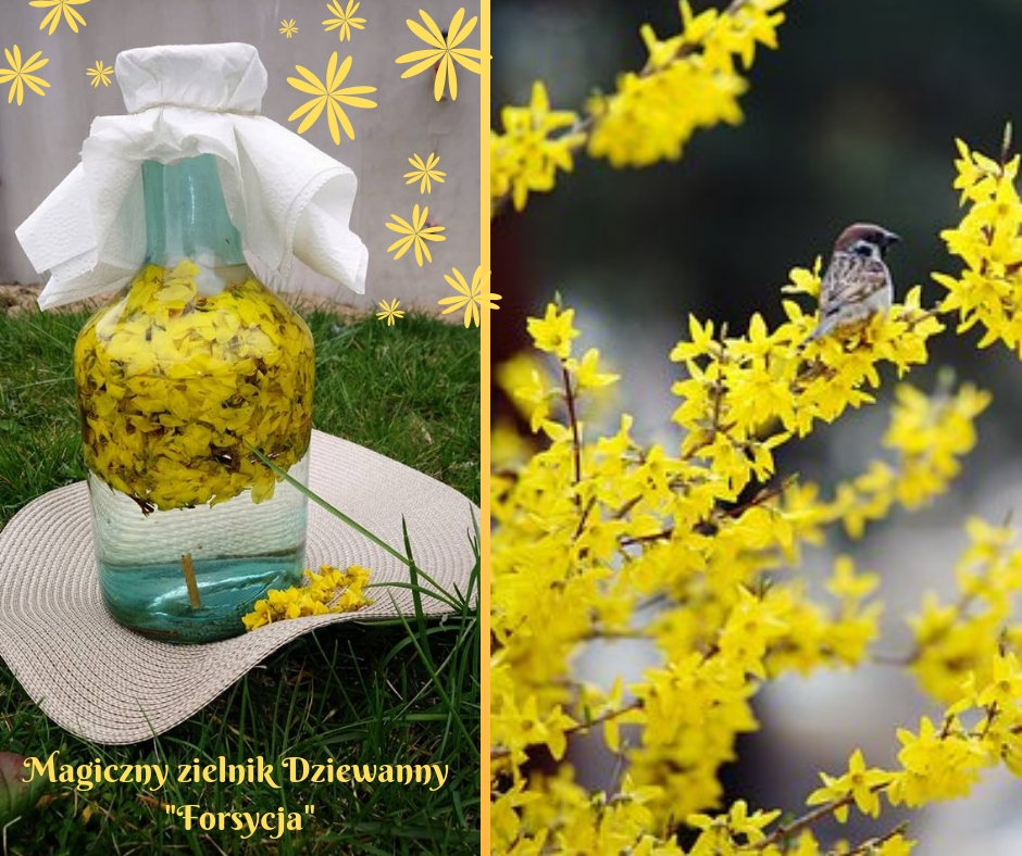 Magiczny zielnik Dziewanny