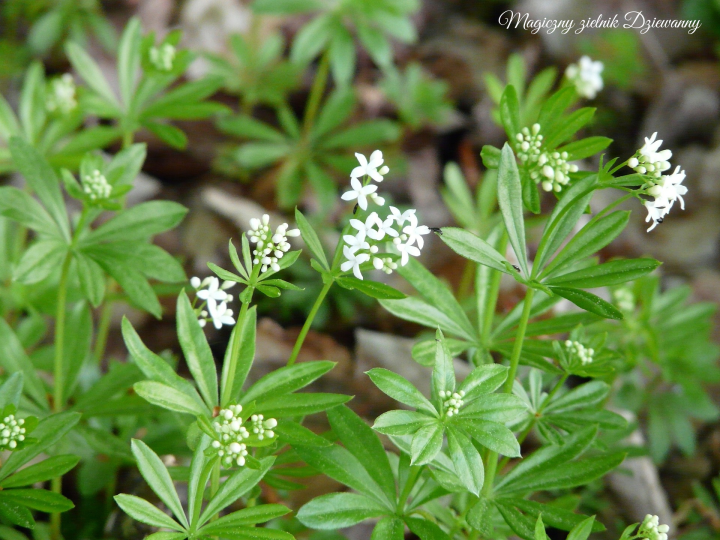 Magiczny zielnik Dziewanny(1)