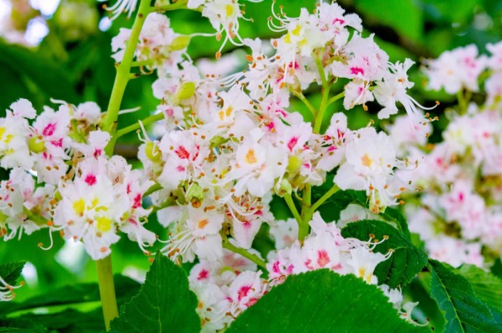 000FCZEKBVIW2HCB-C122-F4