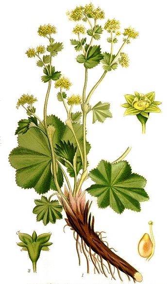 96r-alchemilla-vulgaris_syberianhealth