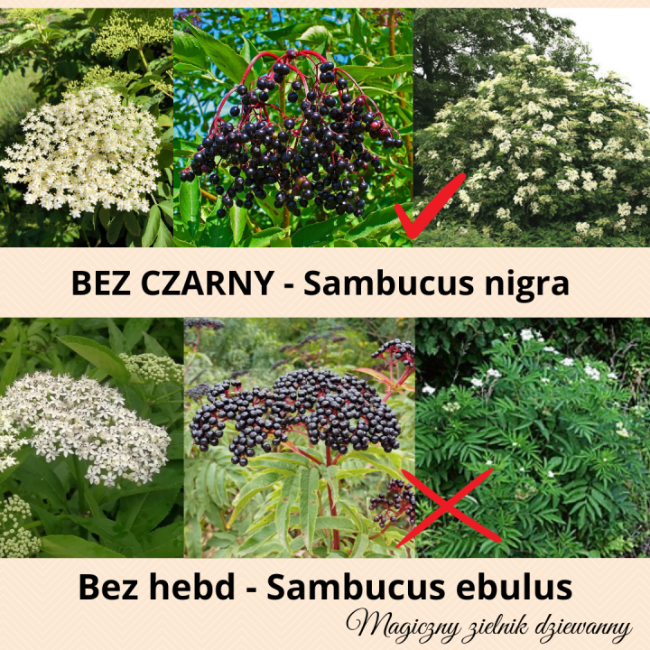 BEZ CZARNY (Sambucus nigra)