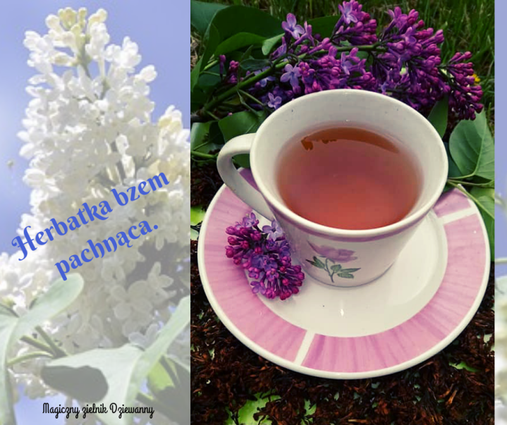 Herbatka bzem pachnąca