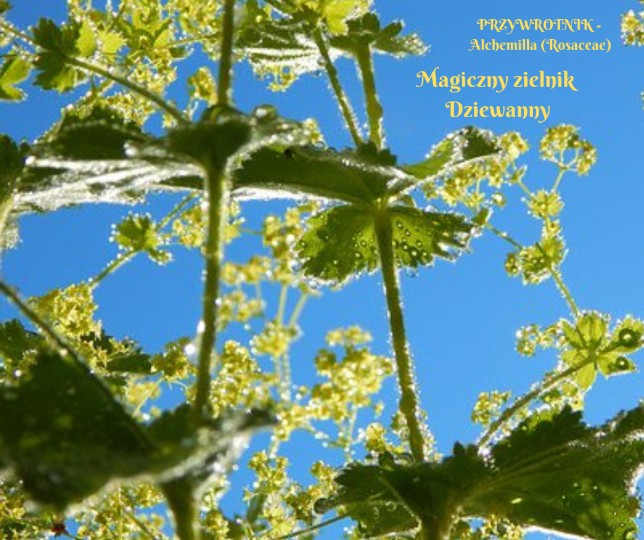 Magiczny zielnik Dziewanny.png
