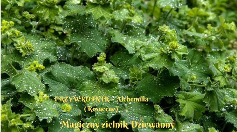 Magiczny zielnik Dziewanny.png