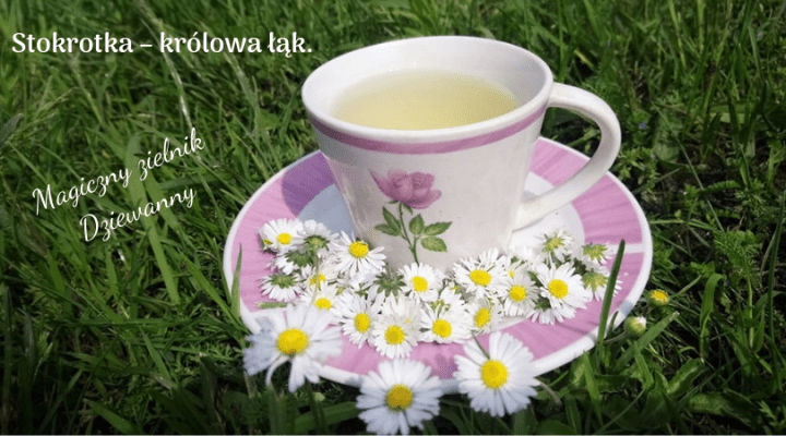 Magiczny zielnik Dziewanny.png