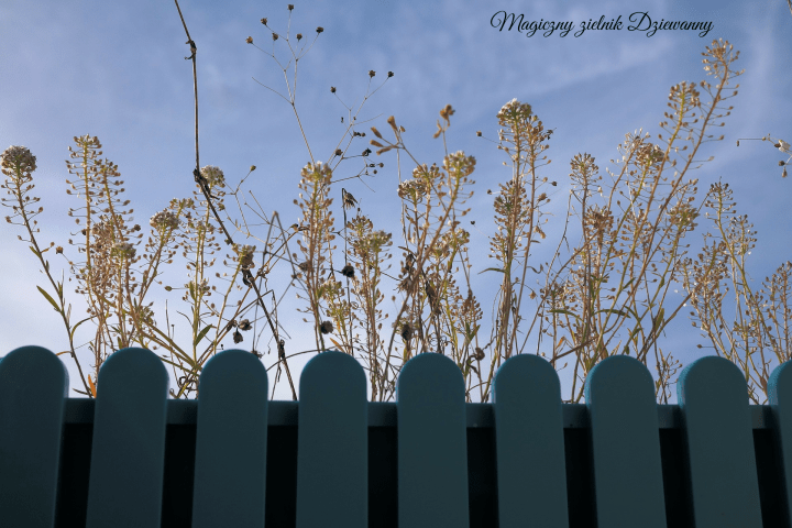 Magiczny zielnik Dziewanny(1)