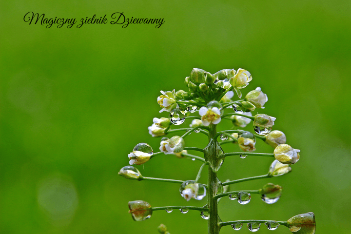 Magiczny zielnik Dziewanny(1)