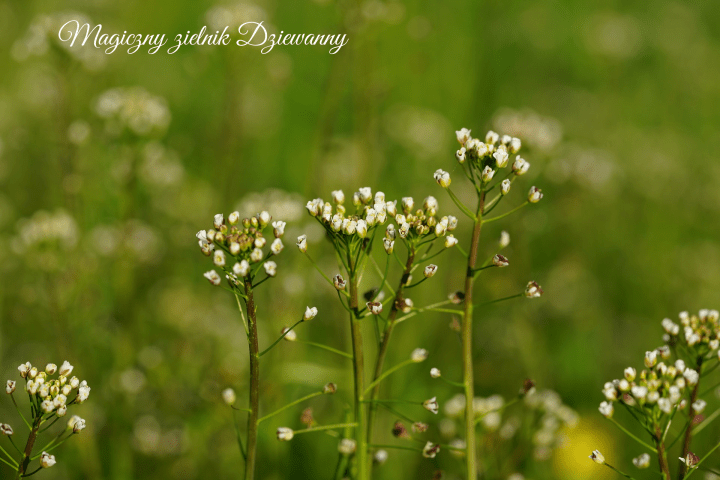 Magiczny zielnik Dziewanny(1)