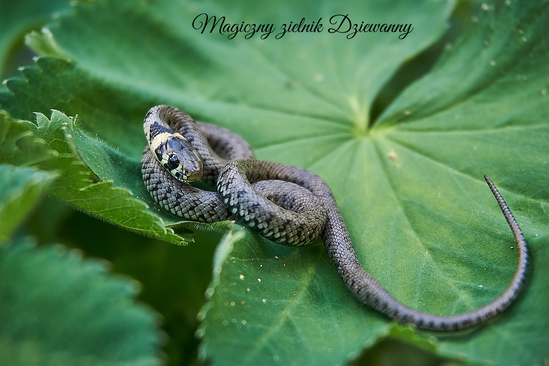 Magiczny zielnik Dziewanny(2)