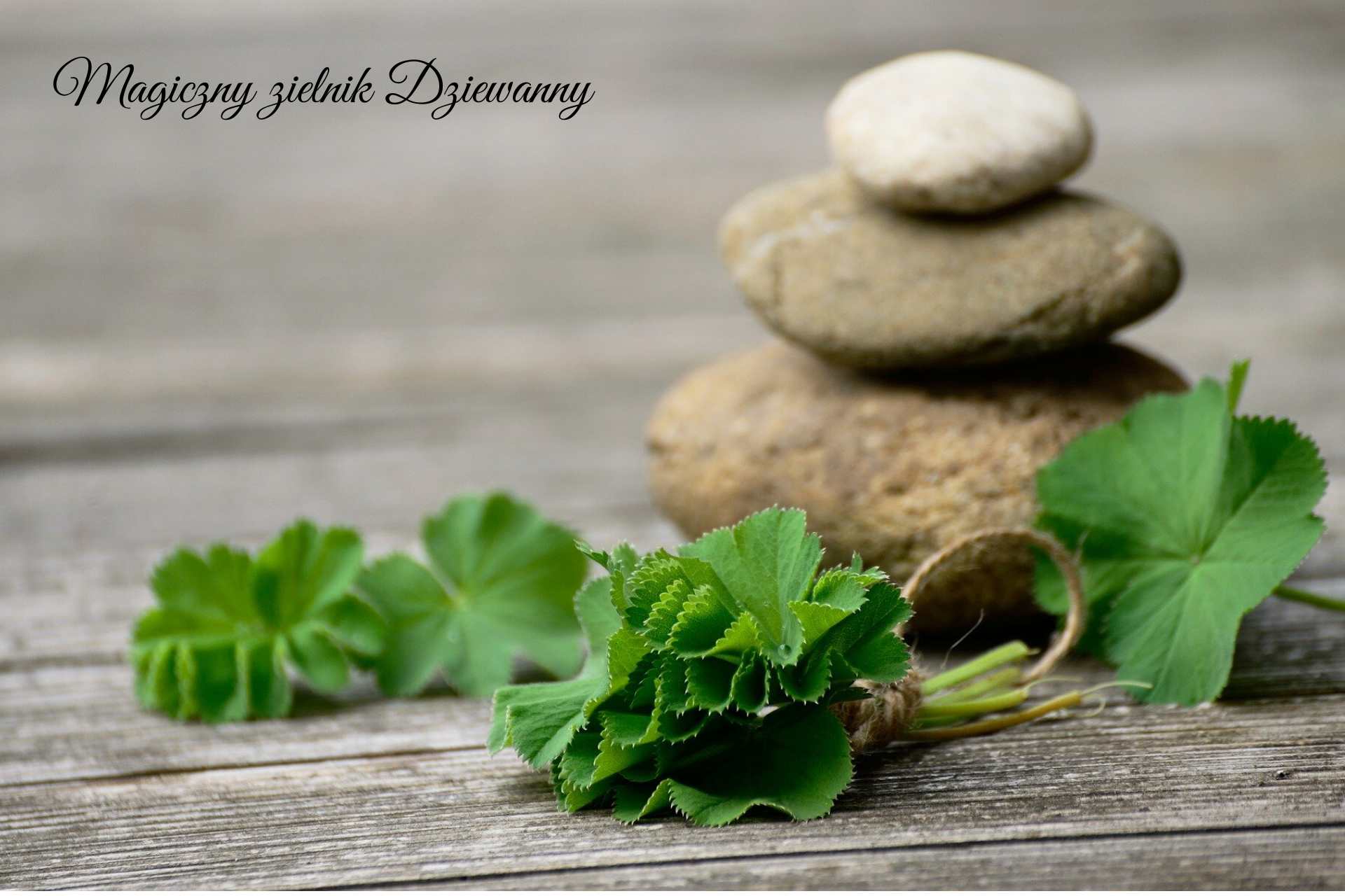 Magiczny zielnik Dziewanny(2)