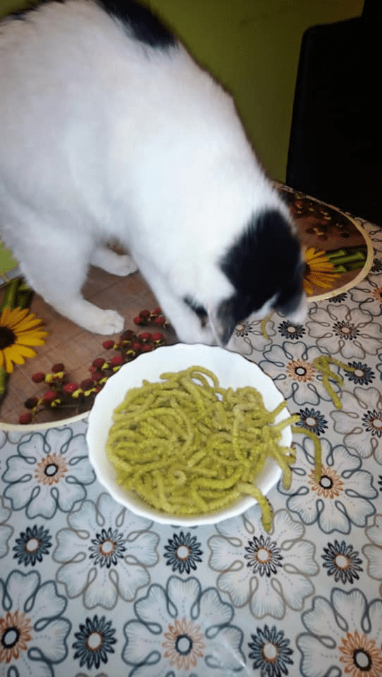 Projekt bez tytułu(1).png