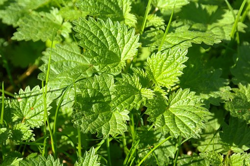 stinging-nettle-228248__340.jpg