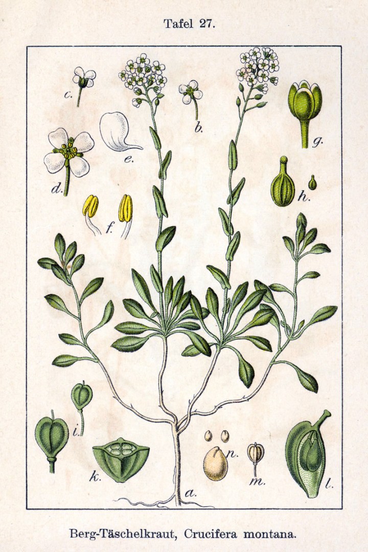 Thlaspi_montanum_Sturm27