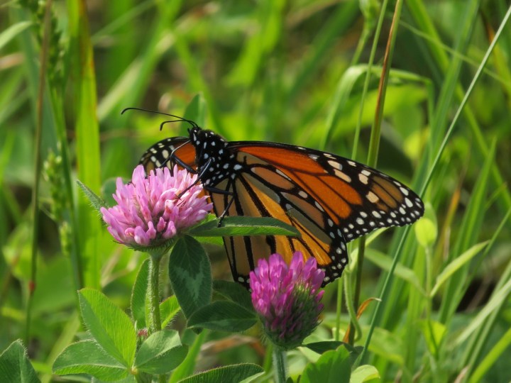 butterfly-g238e039d9_1280