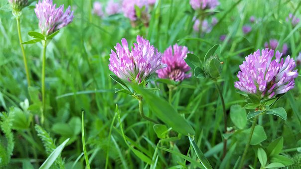 clover-4242979__340.jpg