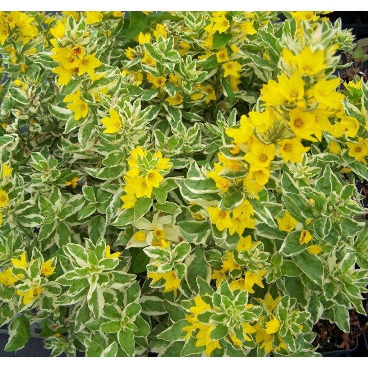 lysimachia-punctata-alexander-tojesc-kropkowana.jpg