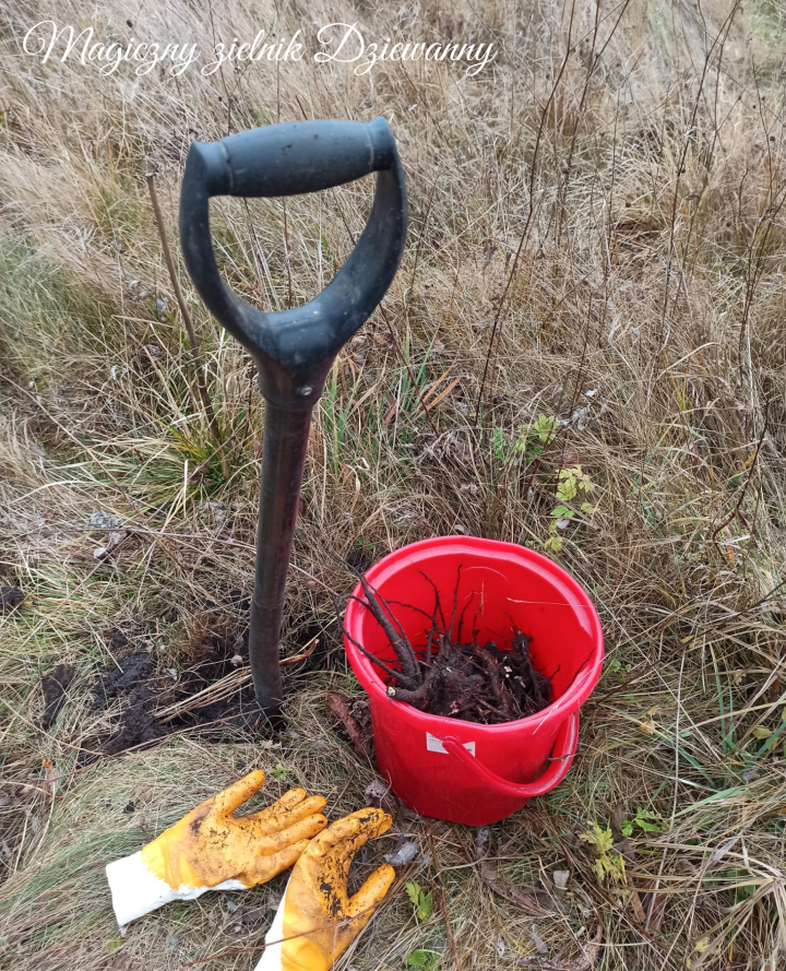 Magiczny zielnik Dziewanny