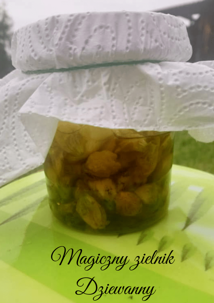 Magiczny zielnik Dziewanny.png