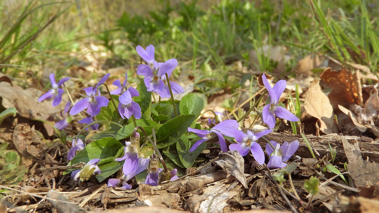 violets-4132800_1280
