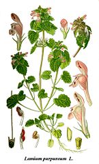 145px-Cleaned-Illustration_Lamium_purpureum.jpg
