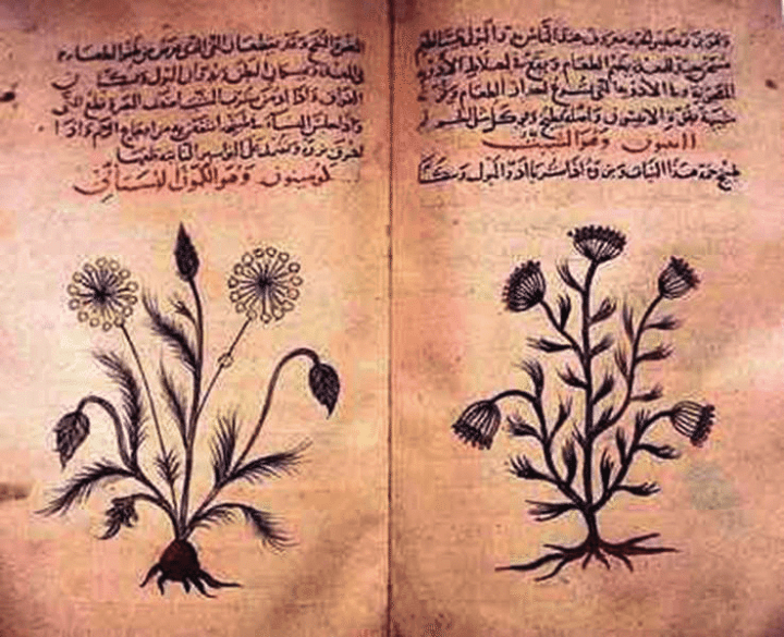 Dioskoridess-De-Materia-Medica-Arabian-translation.png