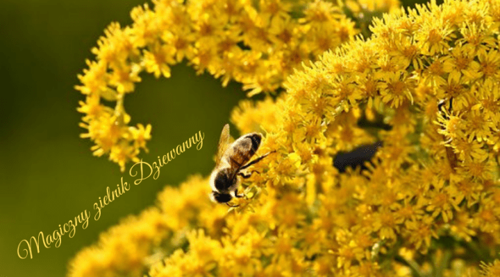 Magiczny zielnik Dziewanny (1).png