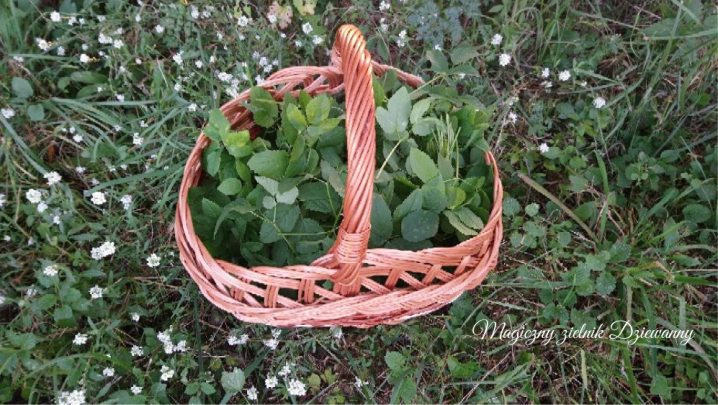 Magiczny zielnik Dziewanny(1).png