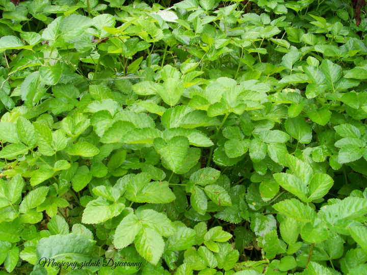 Magiczny zielnik Dziewanny(1).png