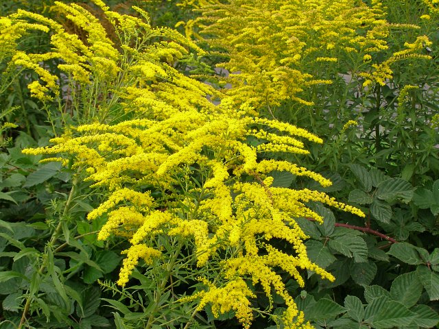 nawloc-pozna-olbrzymia-solidago.jpg