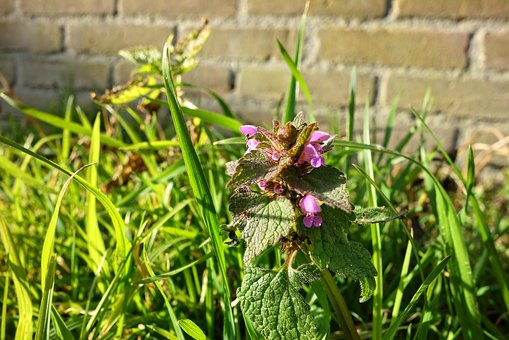 red-dead-nettle-3248655__340.jpg