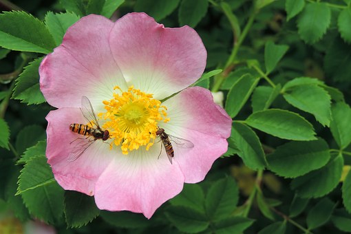 wild-rose-flower-1369223__340.jpg