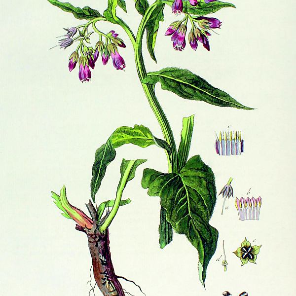 z20404817ICR,Zywokost-lekarski--Symphytum-officinale--w-wielu-k.jpg
