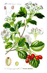 156px-Illustration_Crataegus_laevigata1.jpg