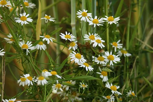 chamomile-3439140__340.jpg