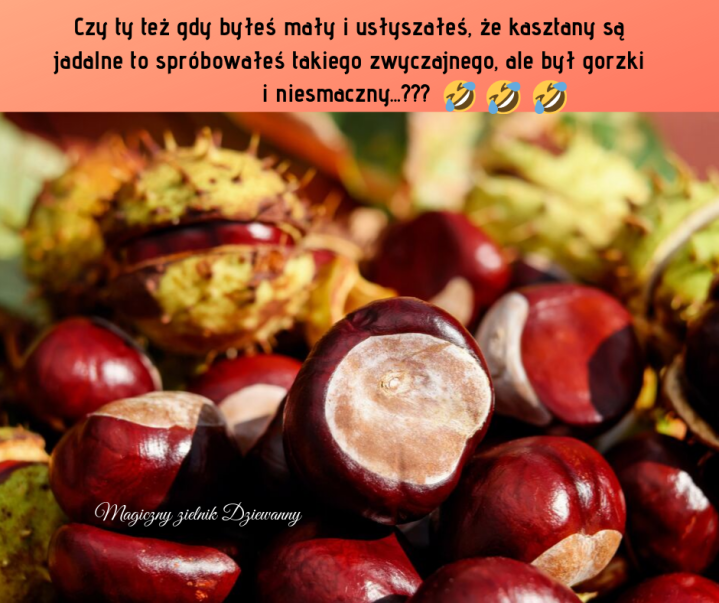 Czy ty też gdy byłeś mały i dowiedziałeś się, że kasztany są jadalne to spróbowałeś takiego zwyczajnego, ale był gorzki i niesmaczny....png
