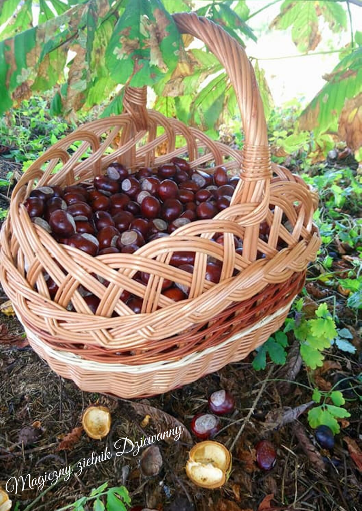 Magiczny zielnik Dziewanny.png