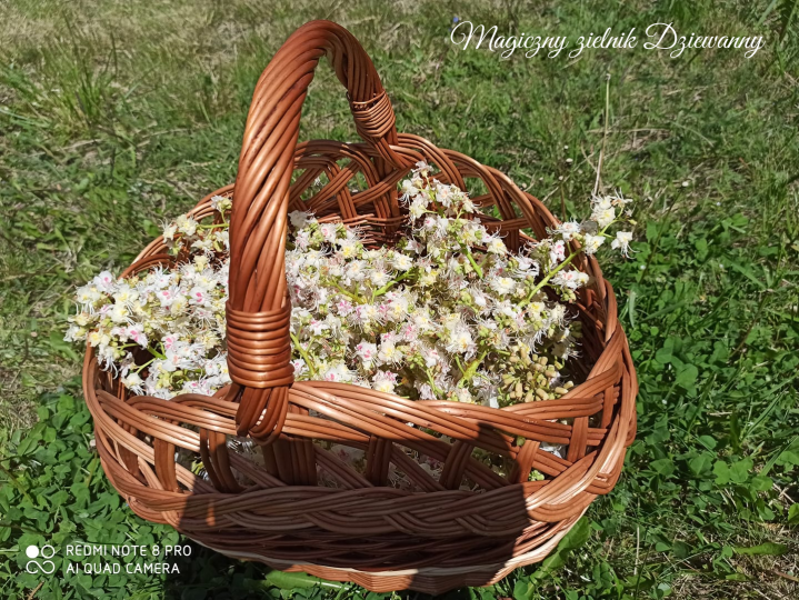 Magiczny zielnik Dziewanny(1)