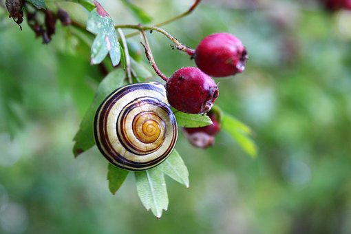 snail-3744870__340.jpg