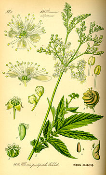 220px-Illustration_Filipendula_ulmaria0.jpg