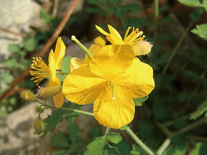 celandine-1174677_1280