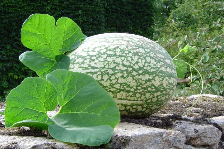 Cucurbita_ficifolia_Courge_de_Siam.jpg