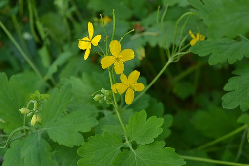 greater-celandine-874723__340.jpg