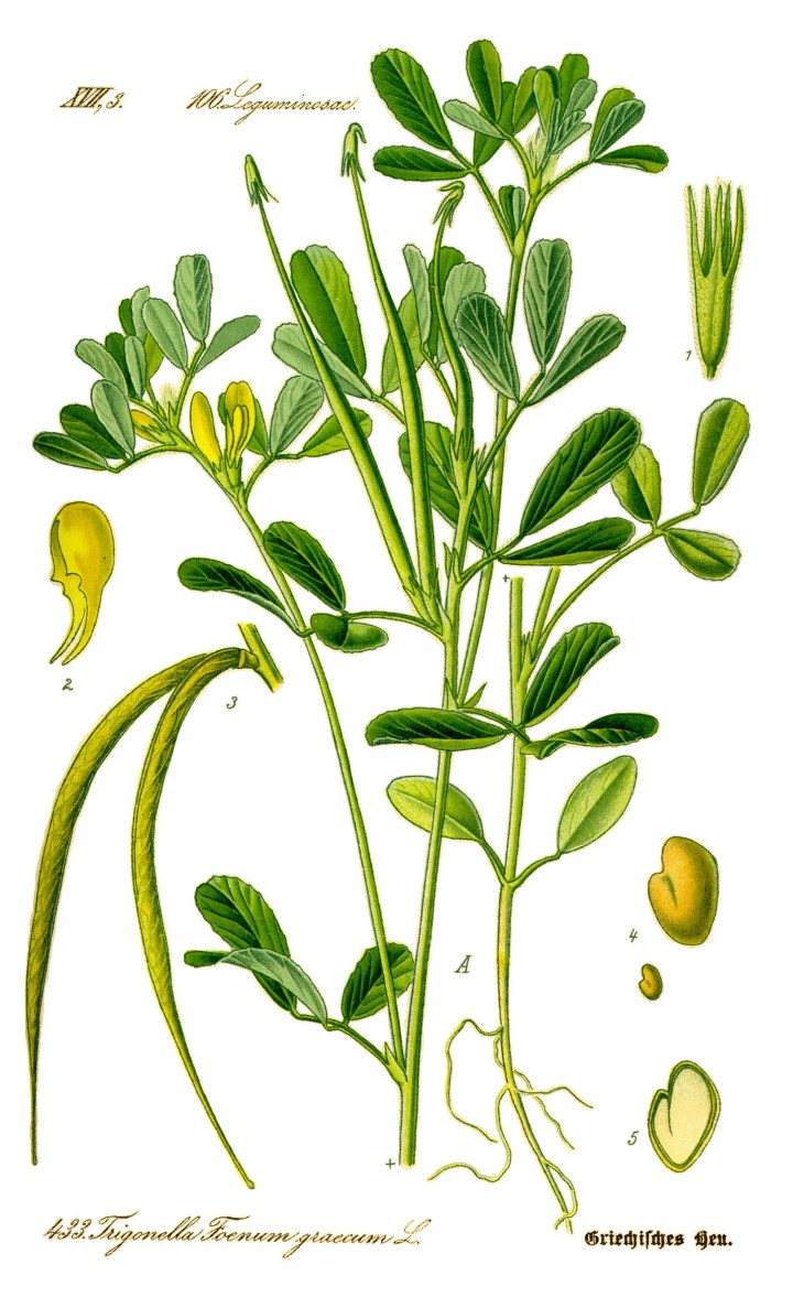 Illustration_Trigonella_foenum-graecum0_clean.jpg