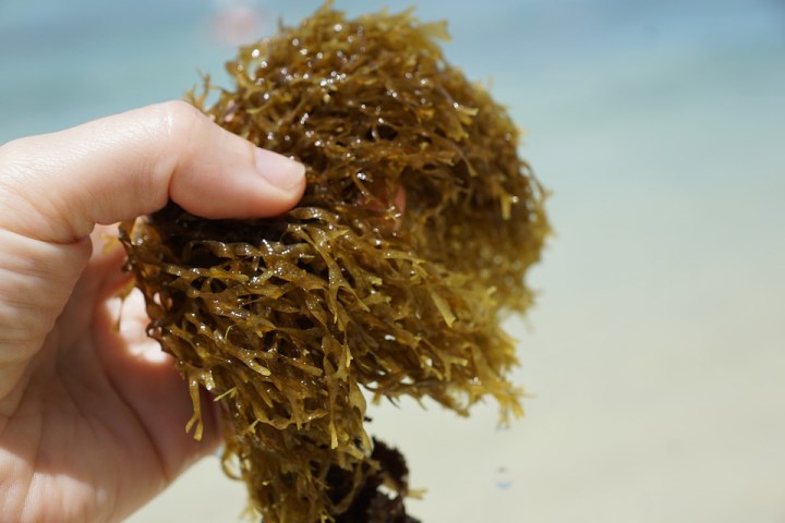seaweed-4426398_960_720.jpg