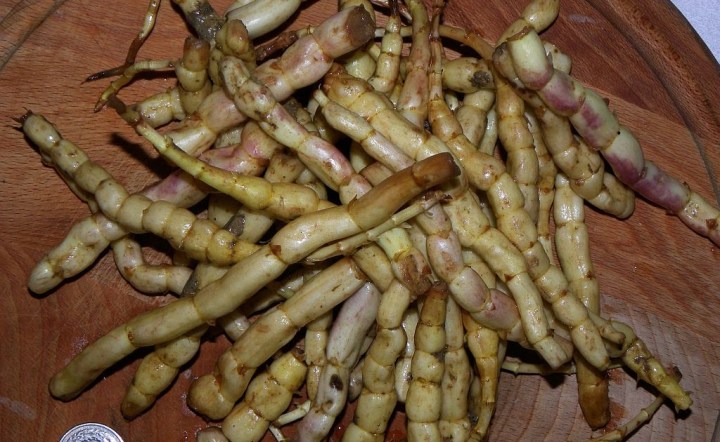 dzikie i udomowione2.jpg