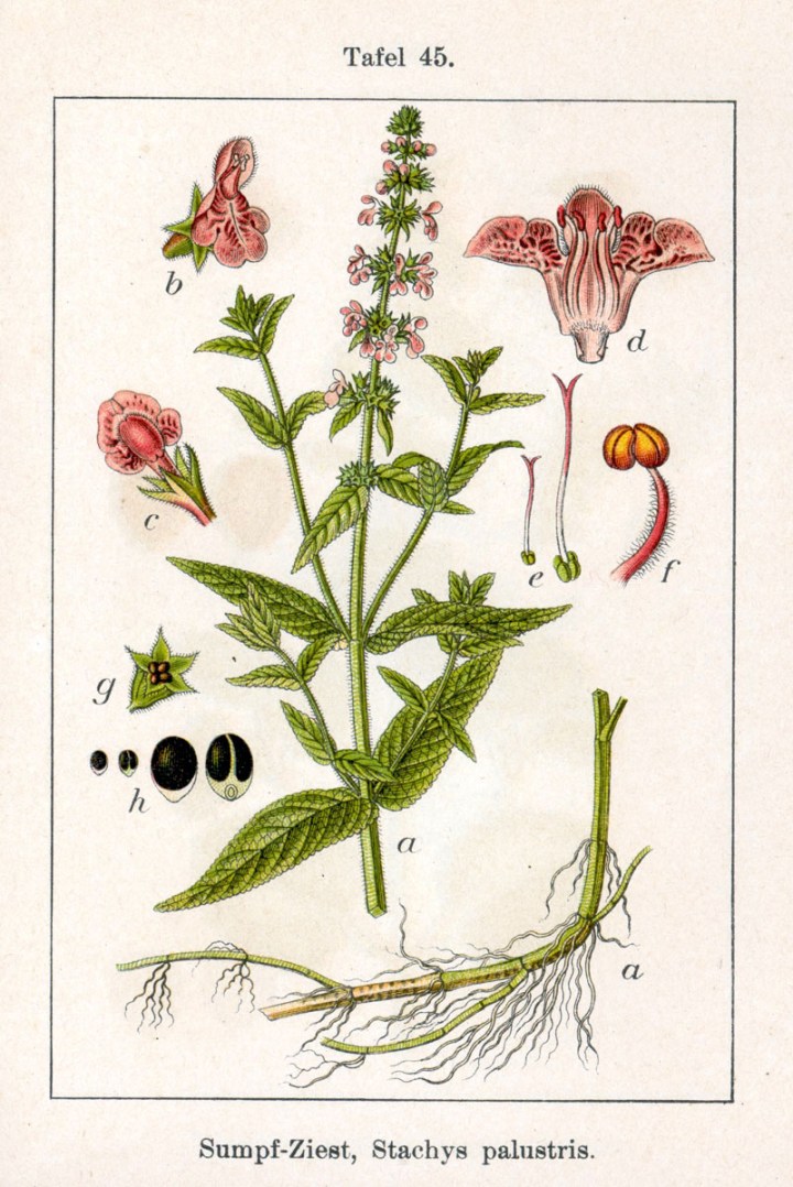 Stachys_palustris_Sturm45.jpg