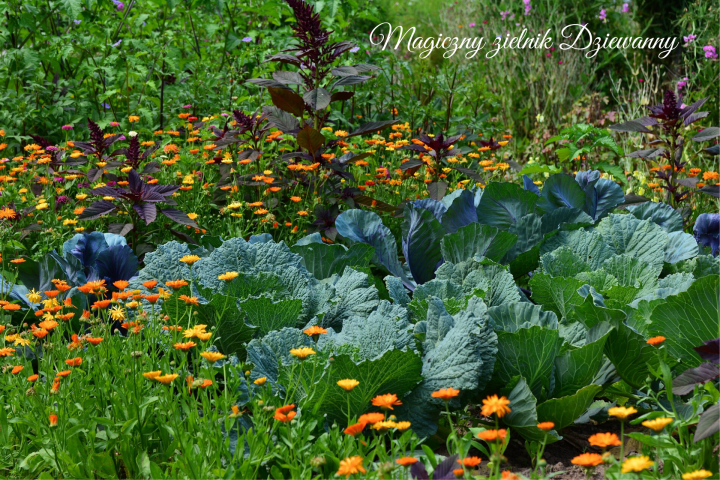 Magiczny zielnik Dziewanny.png